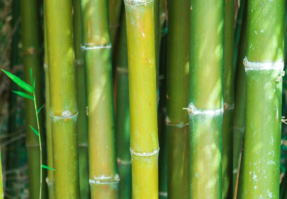 De populariteit van bamboe kleding verklaard 